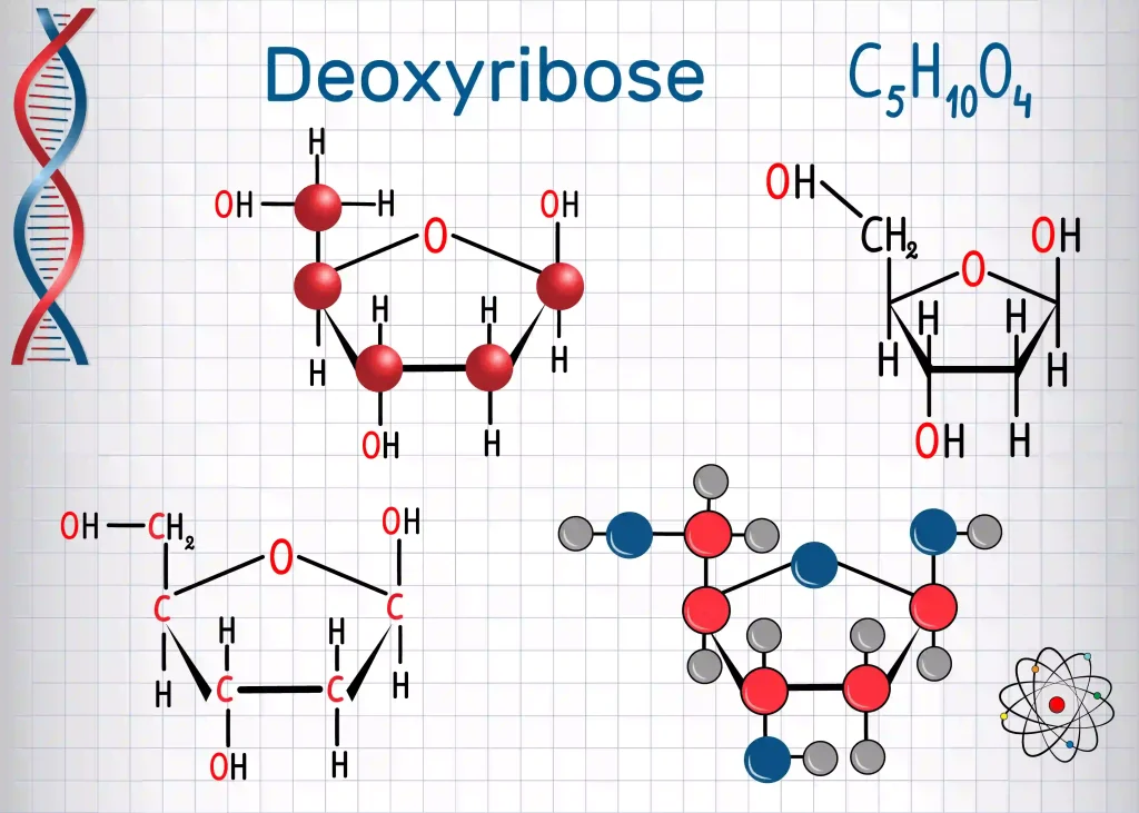 D Ribose 1