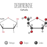 D Ribose 3