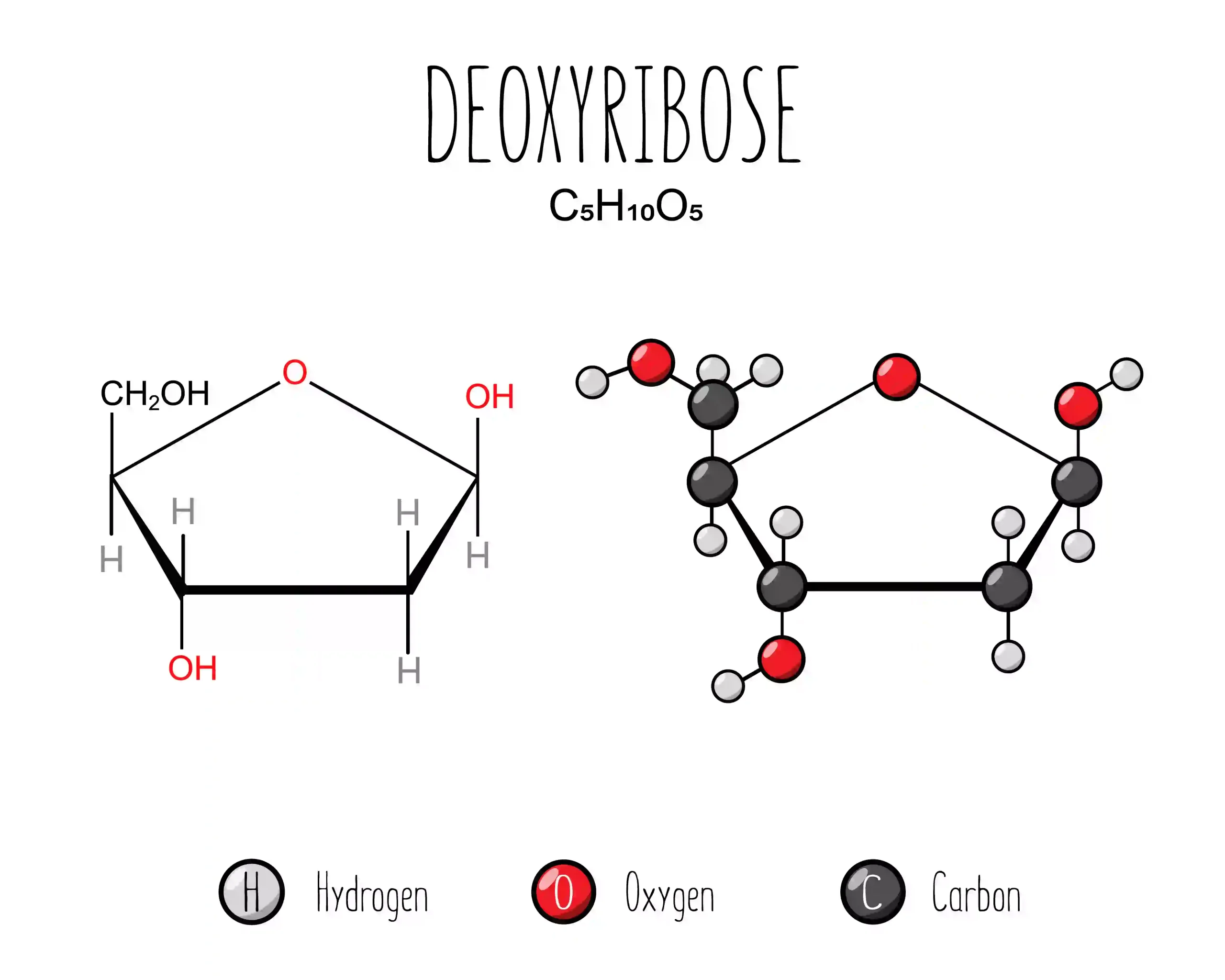 D Ribose 3