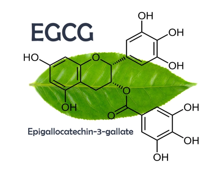 EGCG: A Green Tea Compound's Role in Depression