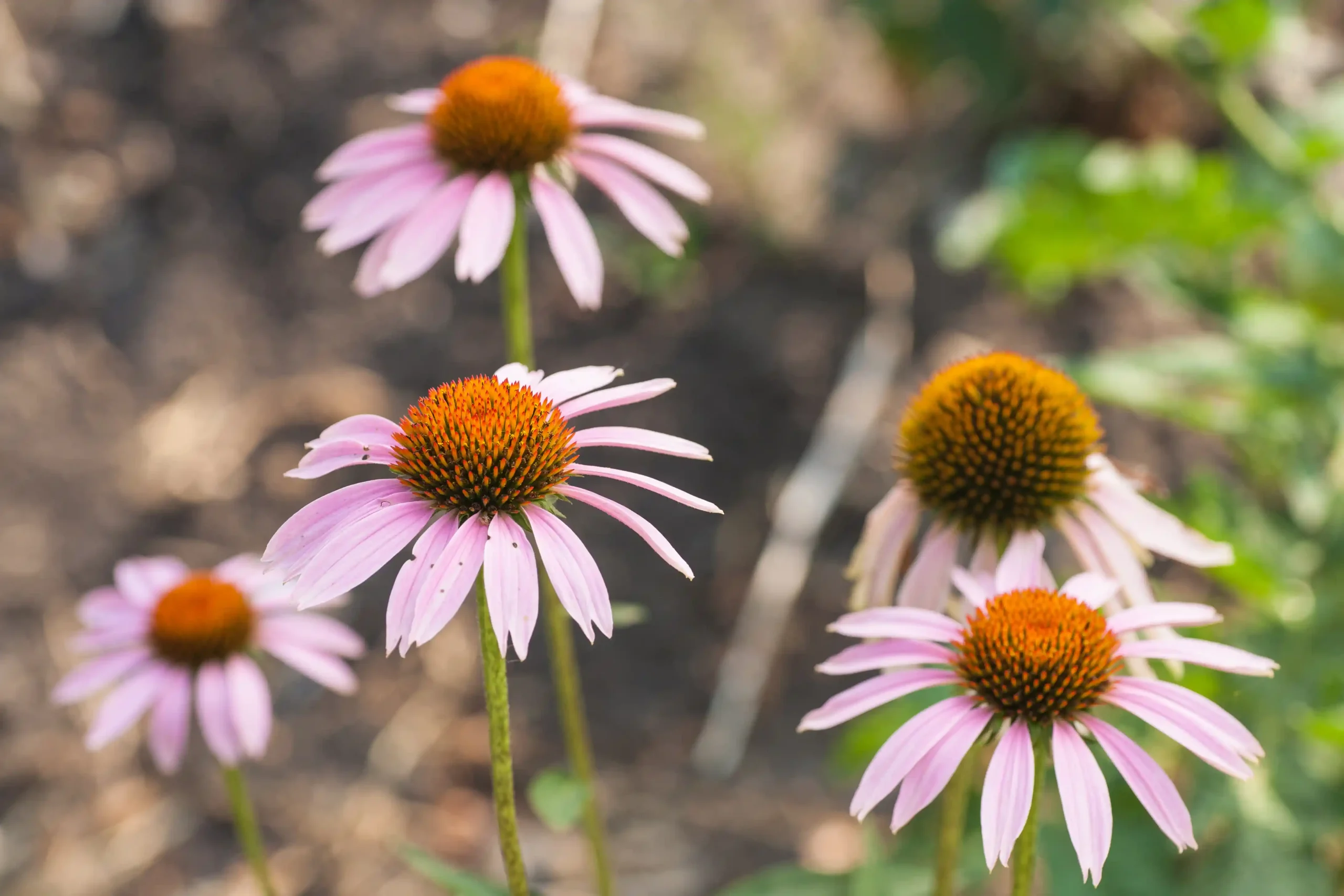 Echinacea Plant 1