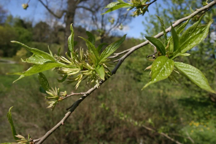 Eucommia Ulmoides Male Flowers