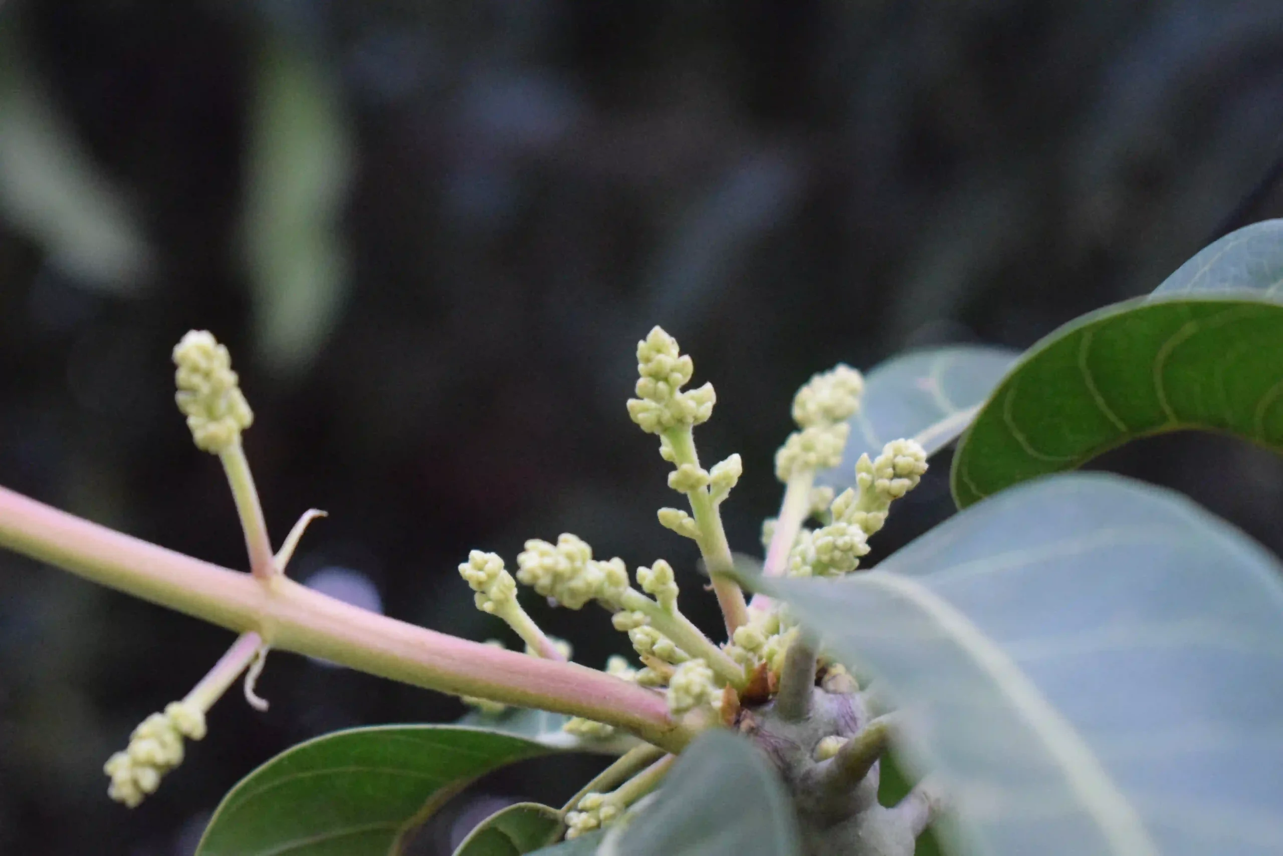 Giant Knotweed Plant 1