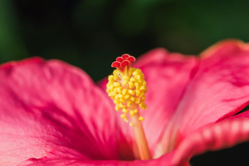 Hibiscus Flower 3