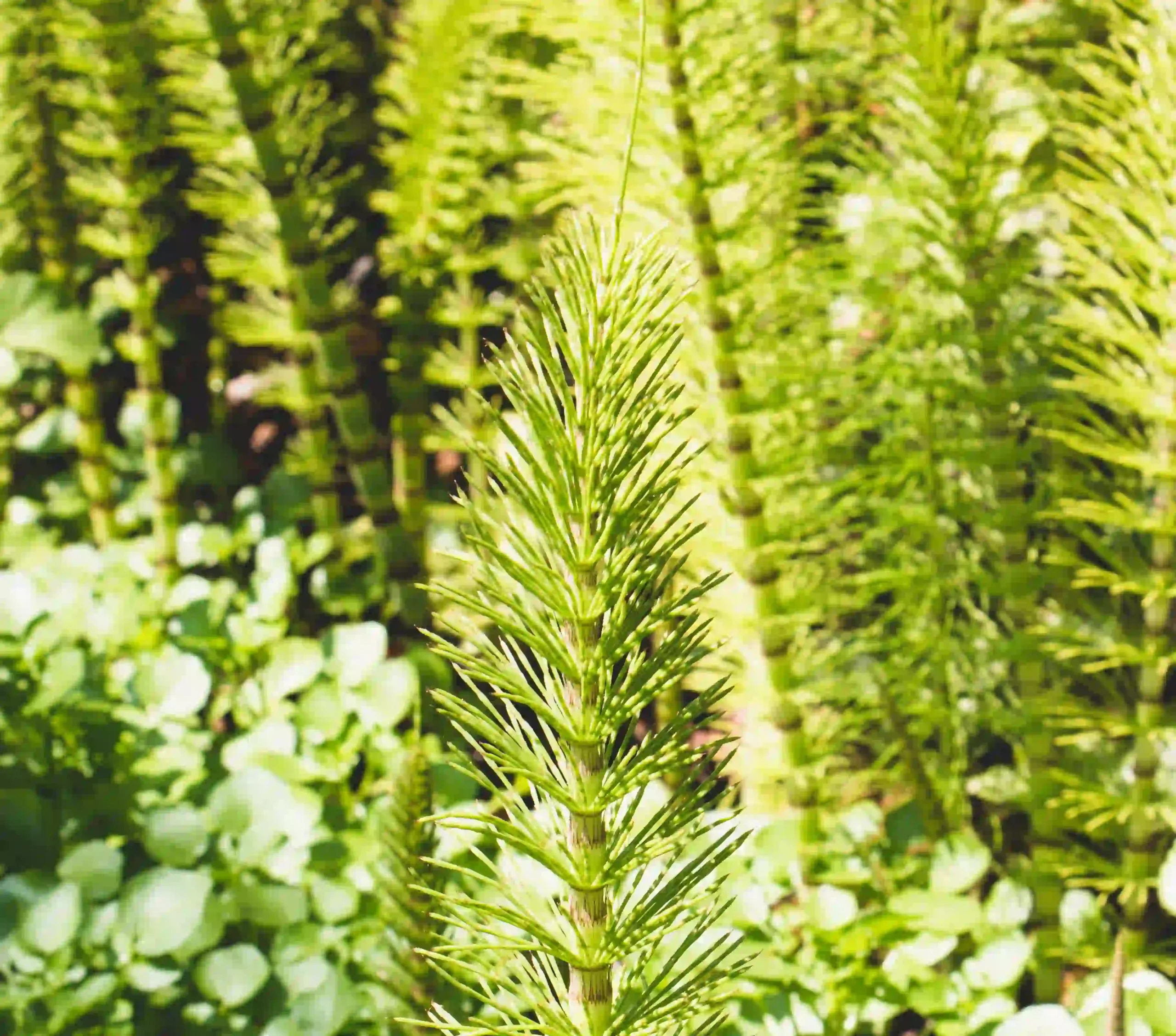 Horsetail Plant 1