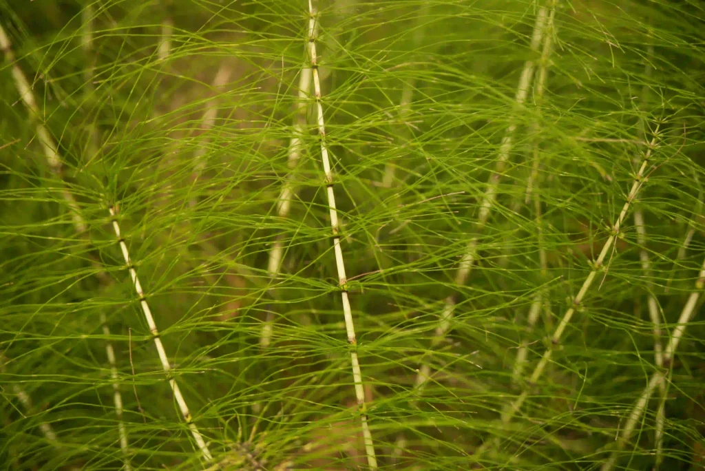 Horsetail Plant 2