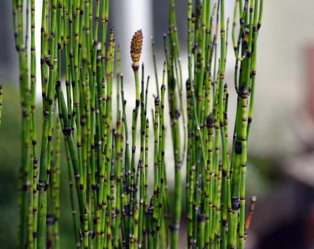 Horsetail Plant 3