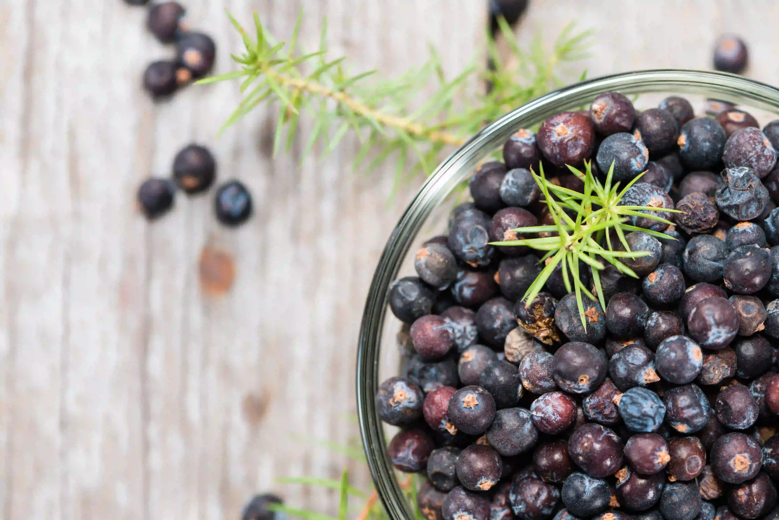 Juniper Berry Extract 1