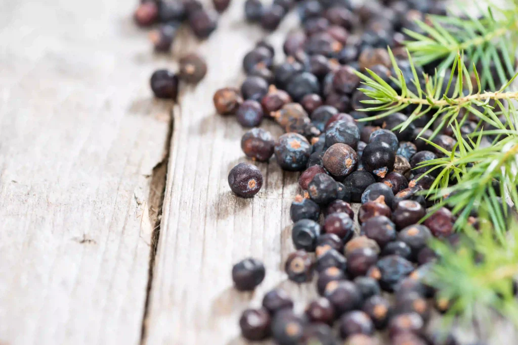 Juniper Berry Extract 3