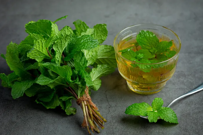 Lemon Balm Plants 2