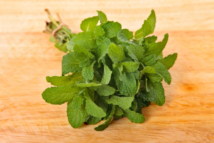 Lemon Balm Plants