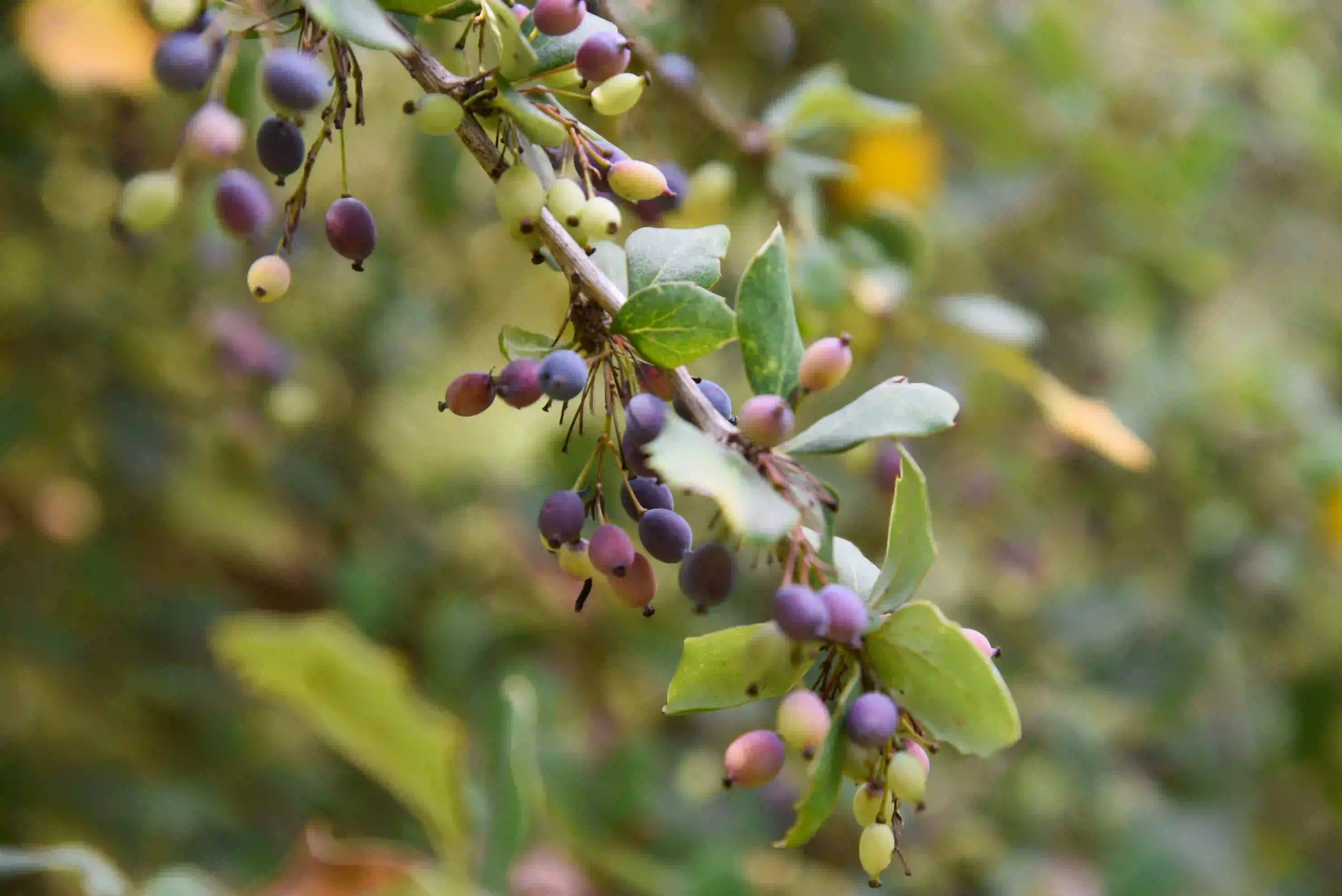 Ligustrum Lucidum 1