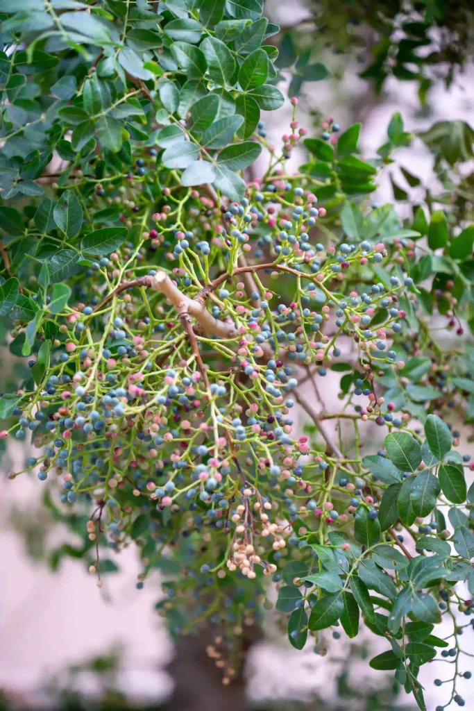 Ligustrum Lucidum 2