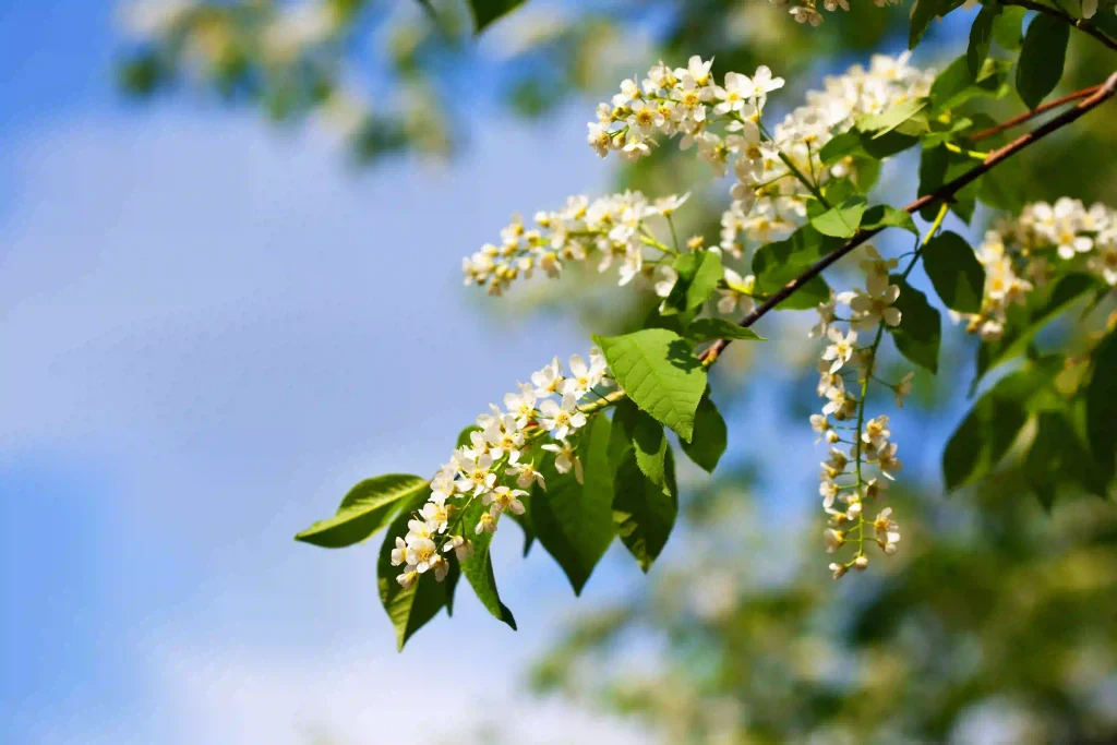 Ligustrum Lucidum 3