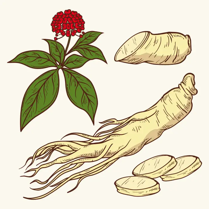 Panax Ginseng Root