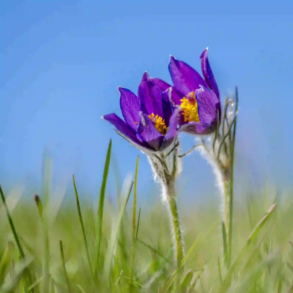 Pulsatilla 2