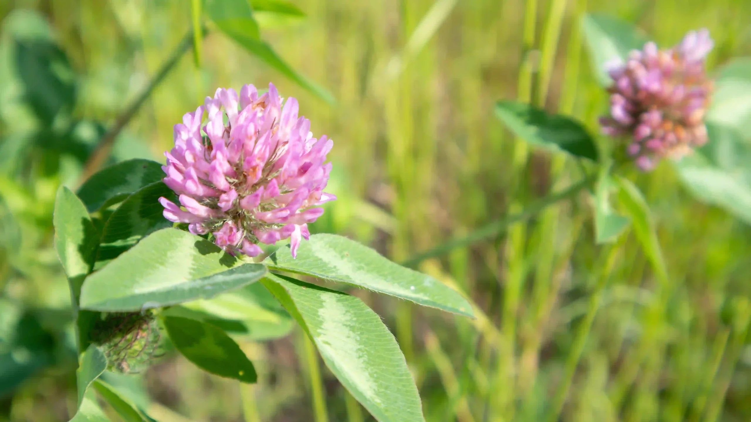 Red Clover Seeds 1