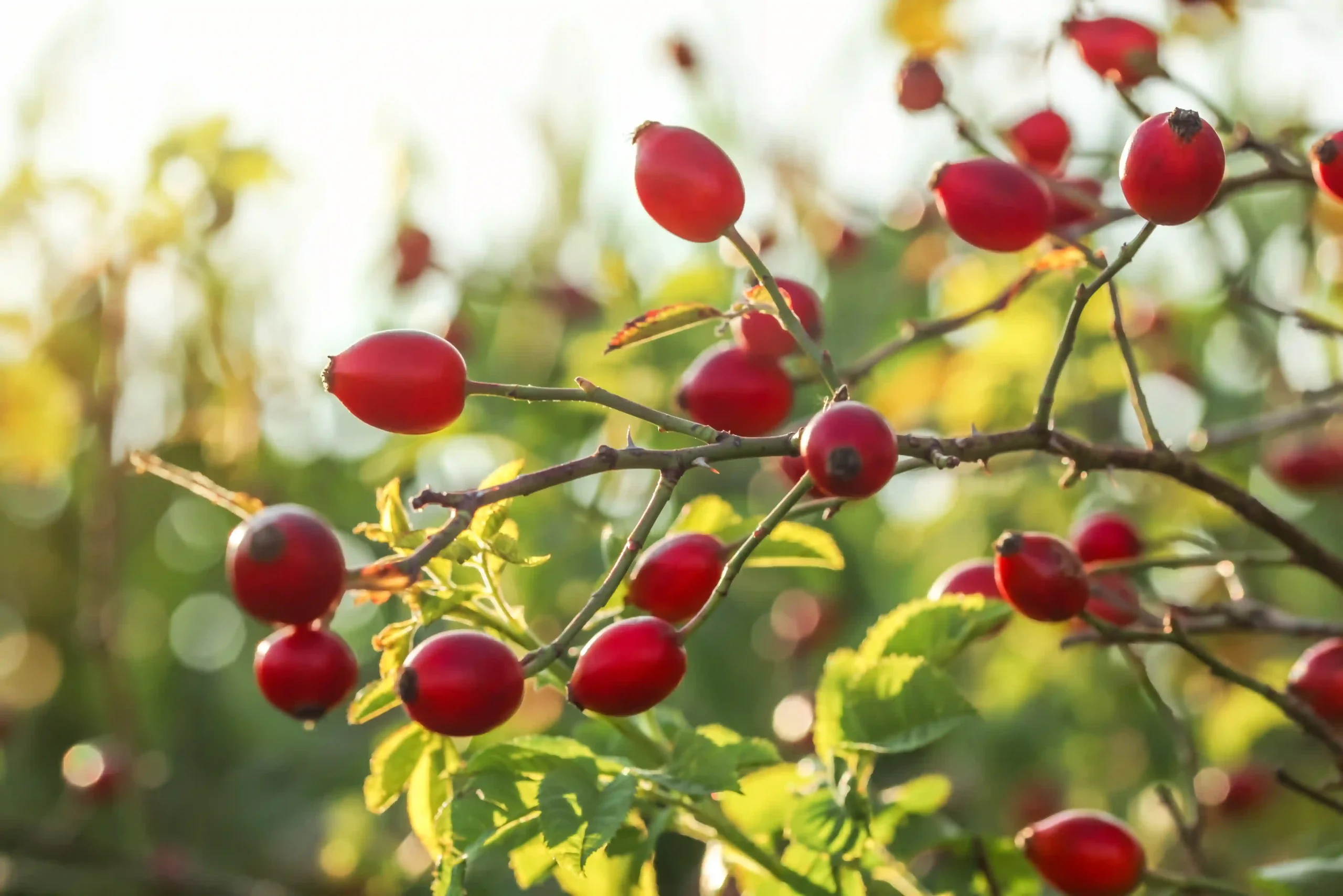 Rosehips 1