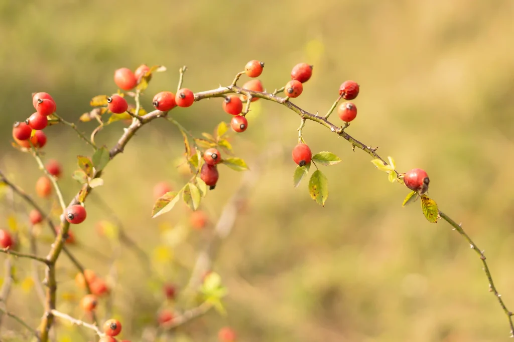 Rosehips 2