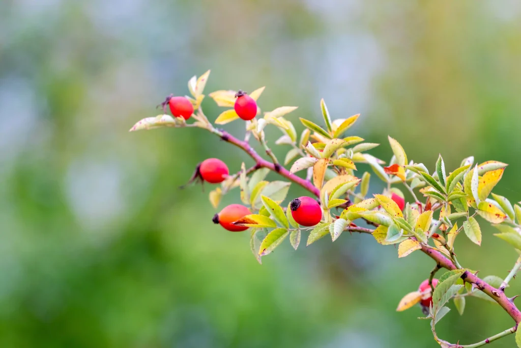 Rosehips 3