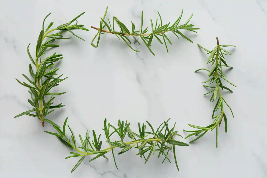 Rosemary Plants 2