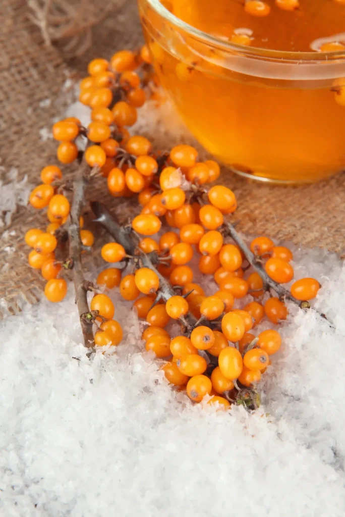 Sea Buckthorn Fruit 2