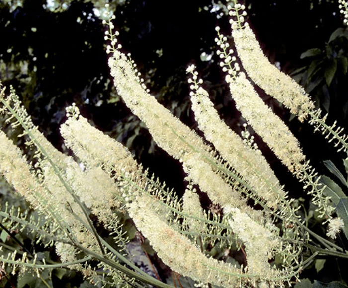 The Buzz About Black Cohosh: Nature’s Secret Weapon for Women’s Health (and Maybe Even Men’s!) - Featured Image