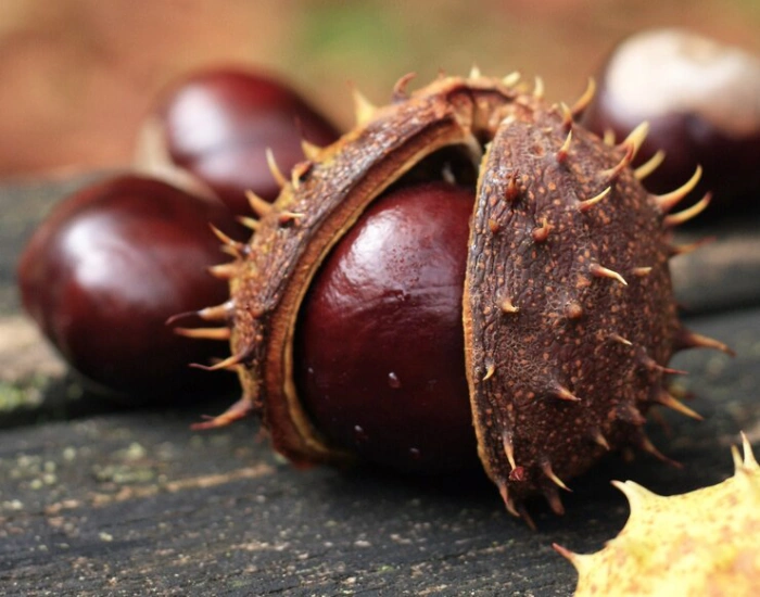 The Magnificent Horse Chestnut Tree: Nature's Secret Weapon for Health and Beauty - Illustrations 1 - The Magnificent Horse