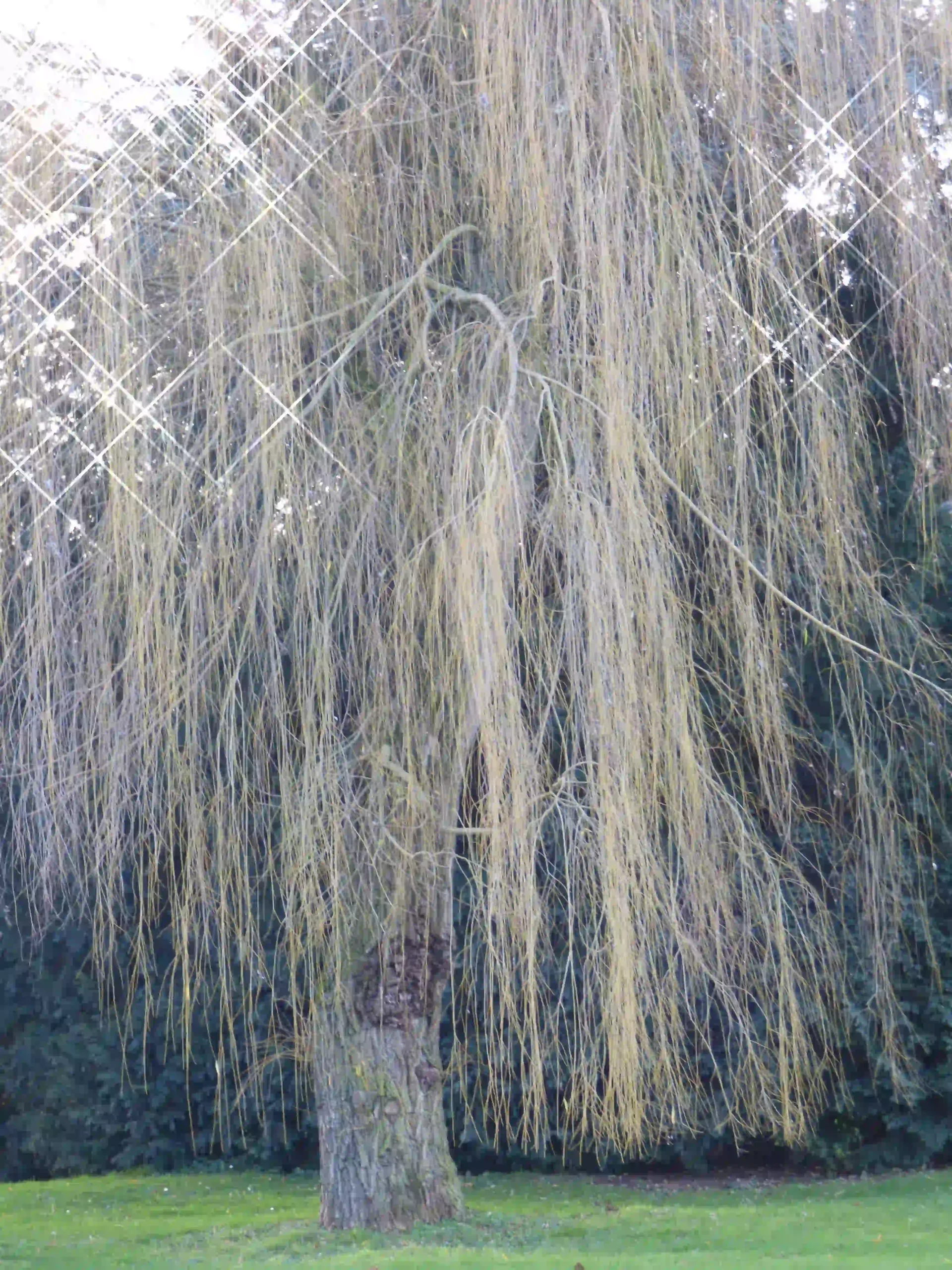 White Willow 1