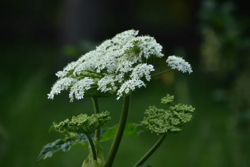 angelica dahurica