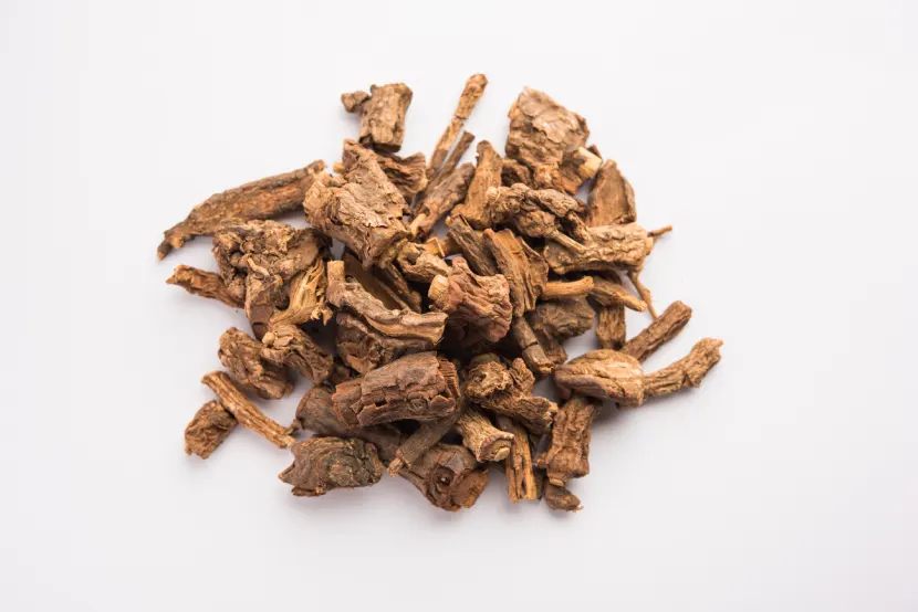 angelica root benefits