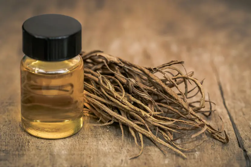 angelica root oil