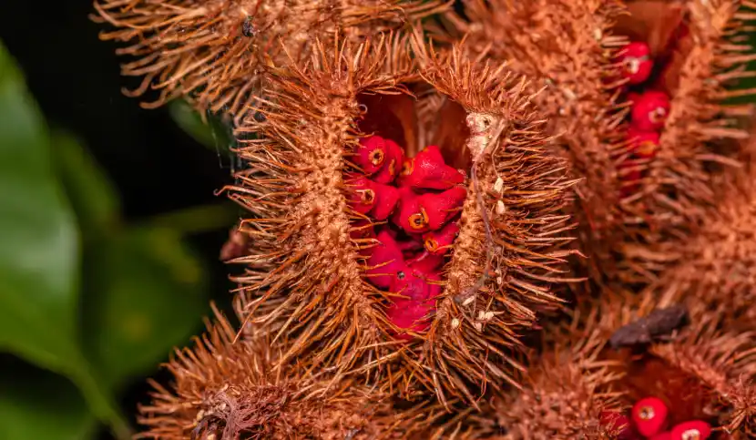 annatto extract for color