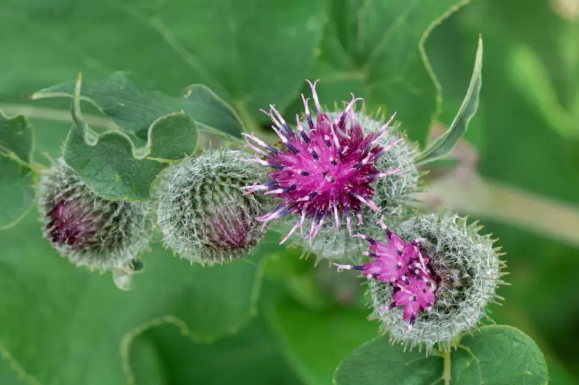 arctium burdock