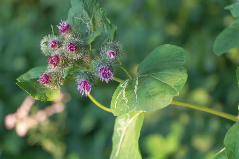 arctium extract