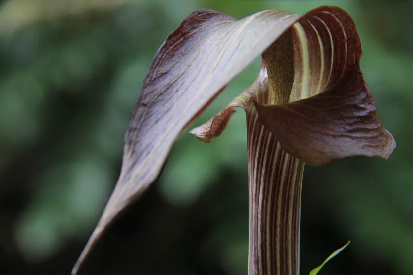 arisaema triphyllum