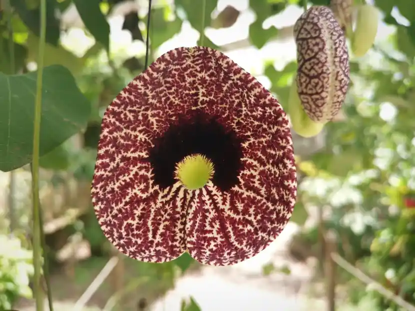 aristolochia gigantea