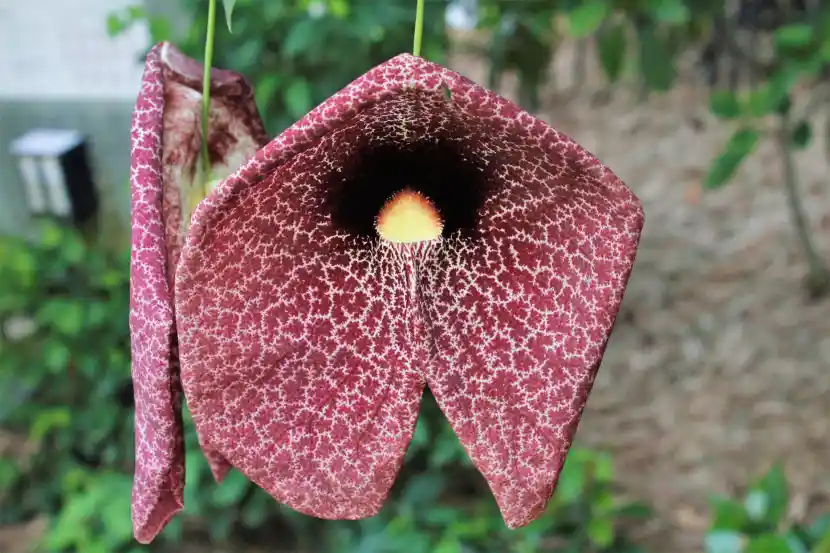 aristolochia macrophylla