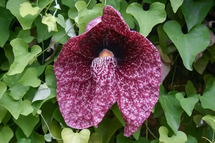 aristolochia