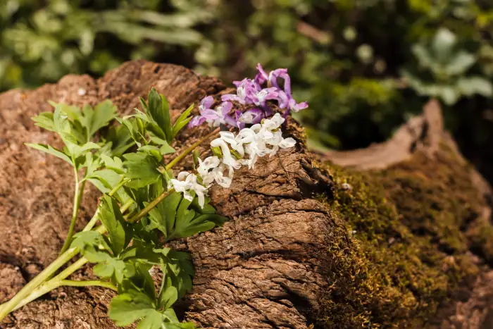 astragalus