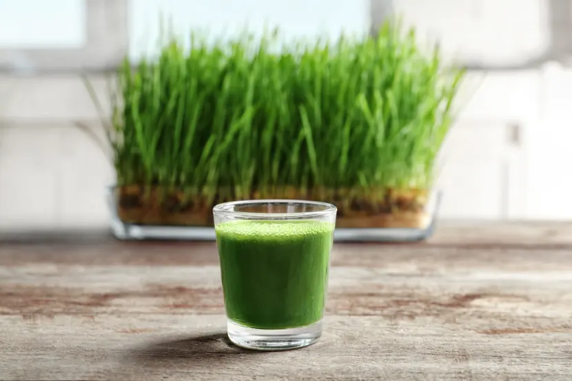 barley grass juice powder benefits