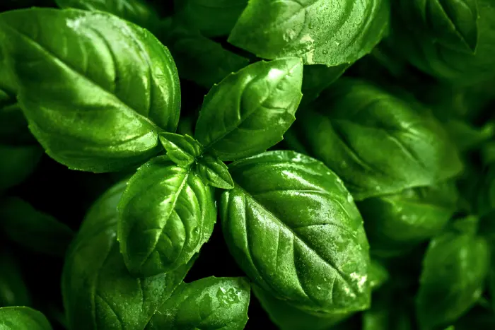 basil extract