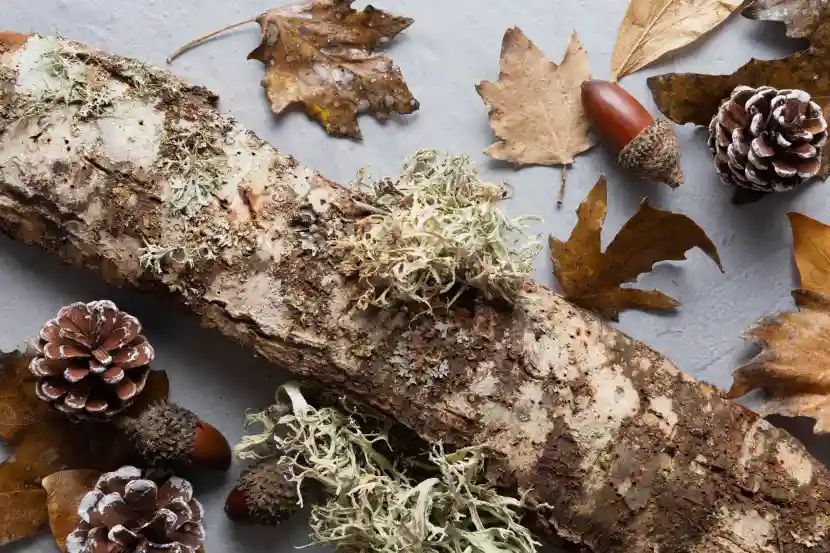 benefits of buckthorn bark