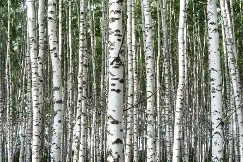 birch and betulin