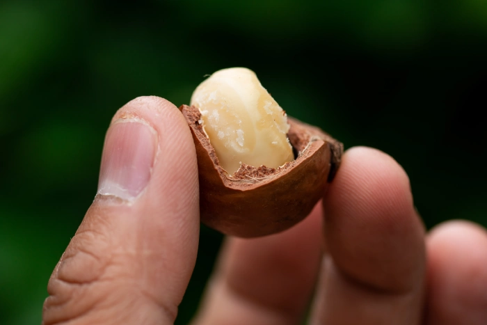 bitter kola nut 1