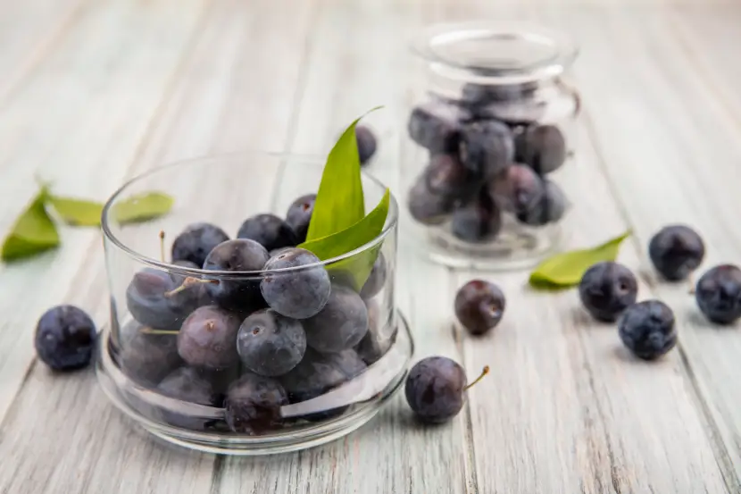 black chokeberry aronia melanocarpa