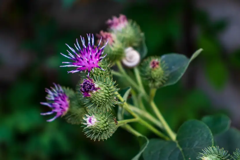 burdock arctium lappa