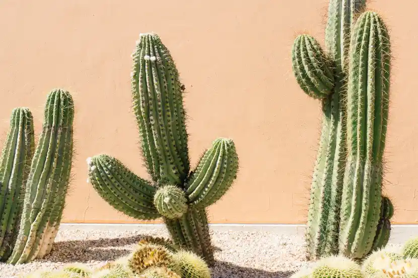 cactus plant