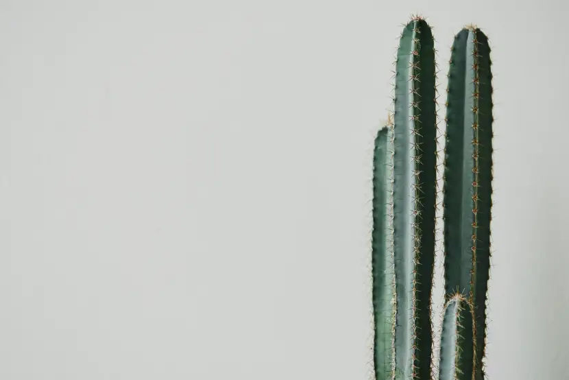 cactus plants