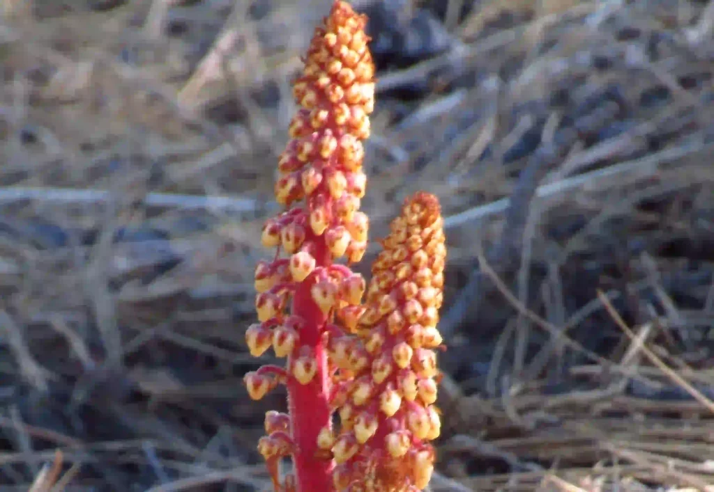 cistanche deserticola